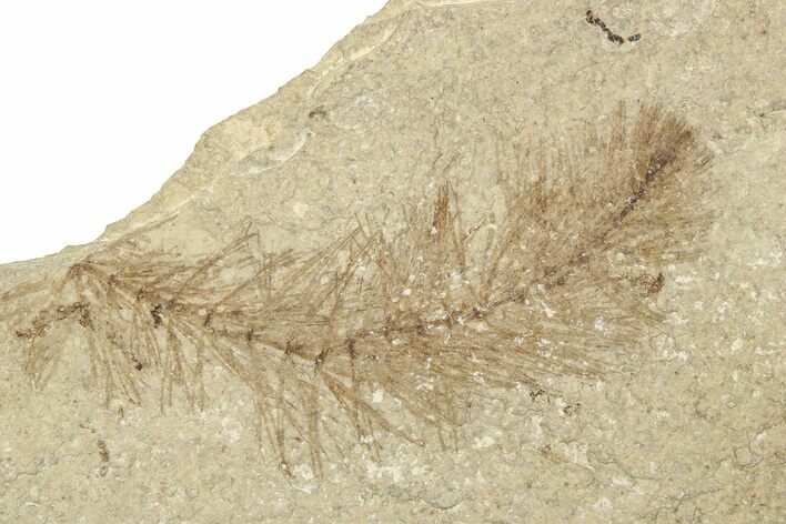 Eocene Prickly Hornwort (Ceratophyllum) Fossil - Wyoming #257032